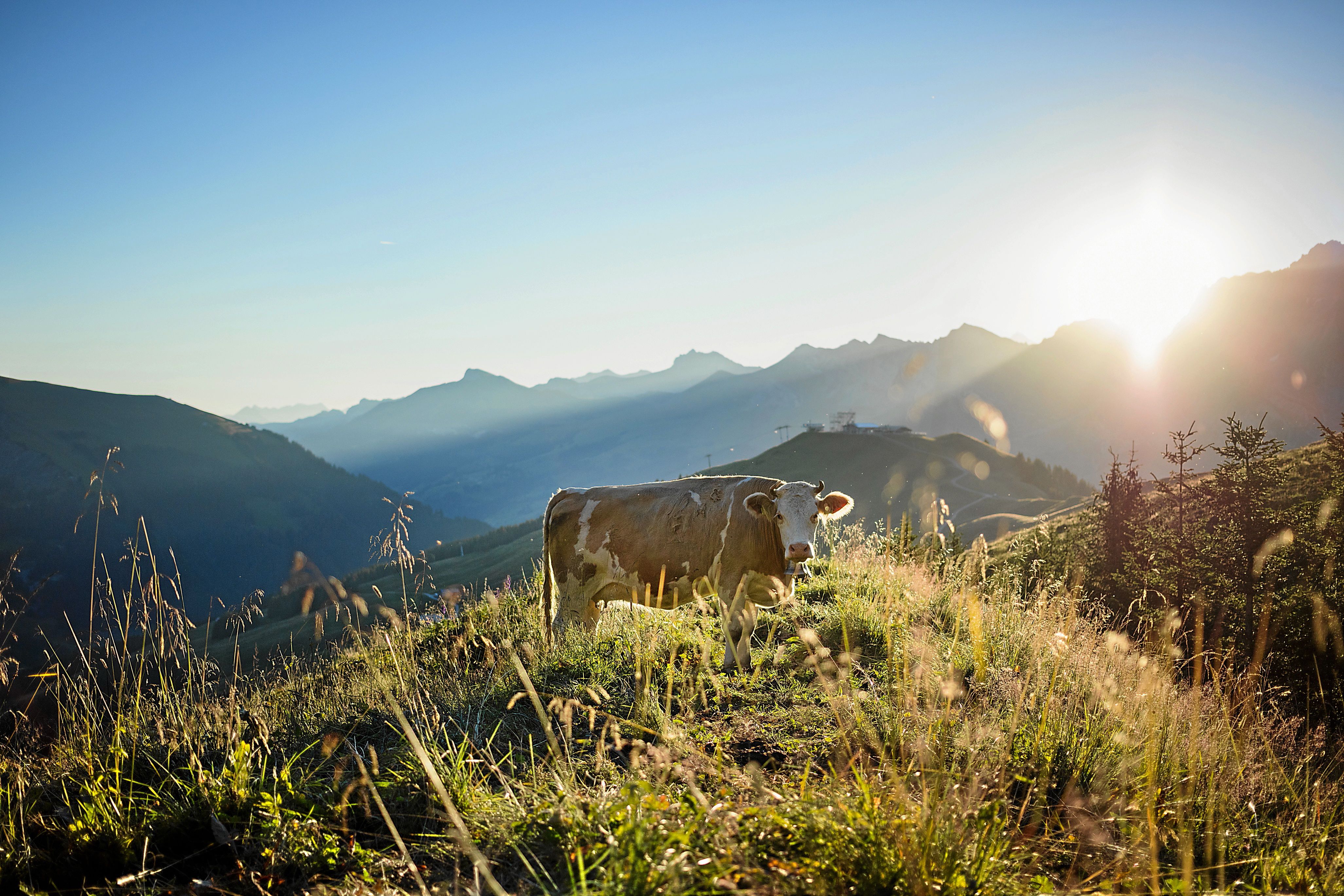 Kuh in den Bergen von Adelboden